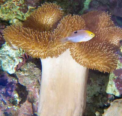 Picture of a Common Toadstool Coral, Sarcophyton glaucum also known as Toadstool Leather Coral, Cup Leather Coral, Mushroom Leather Coral, Toadstool, Umbrella Coral, and Mushroom Coral