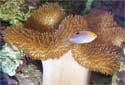 Animal-World info on Common Toadstool Coral