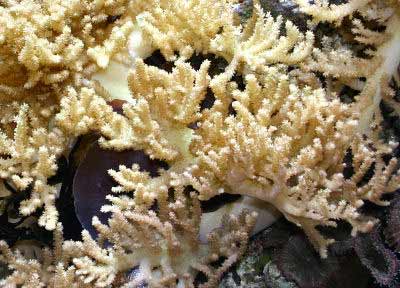 Finger Leather Coral Sinularia notanda, also known as Fingered Leather Coral, Green Finger Leather, Pink Finger Leather, Yellow Finger Leather, Green Fiji, and Sinularis Finger Leather