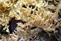 Animal-World info on Finger Leather Coral