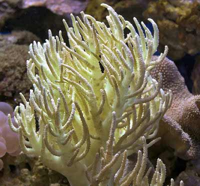 Flexible Leather Coral Sinularia flexibilis, also known as Fingered Leather Coral, Spaghetti Finger Leather Coral, Soft Finger Coral, Thin Finger Coral, and Rasta Leather