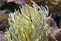 Animal-World info on Flexible Leather Coral