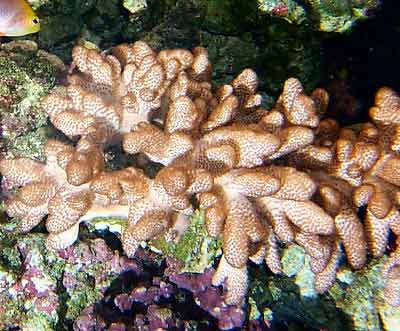 Stubby Finger Leather Coral Cladiella sp., also known as Fingered Leather Coral, Spaghetti Finger Leather Coral, Soft Finger Coral, Thin Finger Coral, and Rasta Leather