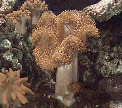 Toadstool Leather Coral Sarcophyton trocheliophorum, Soft coral Order Alcyonacea