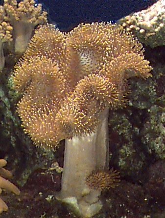 Elephant Ear Coral Sarcophyton trocheliophorum, also known as Green Toadstool Coral, Toadstool Leather, Mushroom Coral, Toadstool Mushroom, Ruffled Leather Coral, and Trough Coral