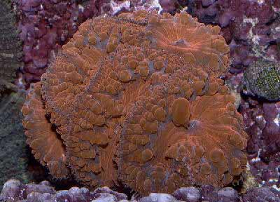 Blasto Coral, Blastomussa wellsi, also known as the Open Brain Coral, Blastomussa Coral, Pineapple Coral, and Blastomussa Wellsi