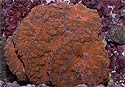 Click for more info on Blasto Coral