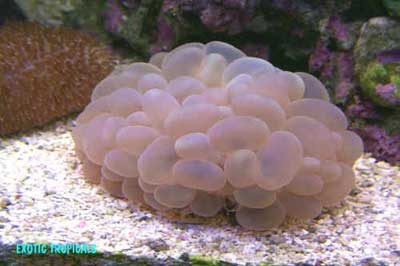 Bubble Coral, Pearl Coral, Plerogyra sinuosa, also known as the Bladder Coral