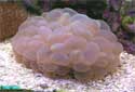 Animal-World info on Bubble Coral