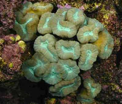 Candycane Coral, Caulastrea furcata, also known as Bullseye Coral, Candy Coral, and Cat's Eye Coral 