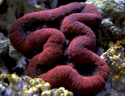 Closed Brain Coral, Dented Brain Coral, Symphyllia species, and Meat Coral