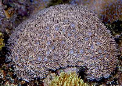 Goniopora Coral, Goniopora sp. also known as Flower Pot Coral, Daisy Coral, Sunflower Coral, and Ball Coral