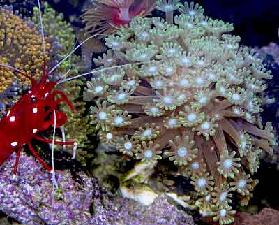 Branching Flowerpot Coral, Alveopora sp. also known as Daisy Coral, Flowerpot Coral, Ball Coral and Alveopora Coral