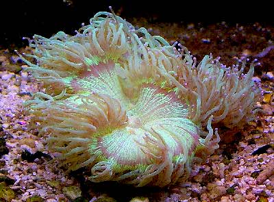 Picture of an Elegance Coral Catalaphyllia jardinei, also known as the Wonder Coral and Elegant Coral