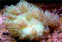 Animal-World info on Elegance Coral