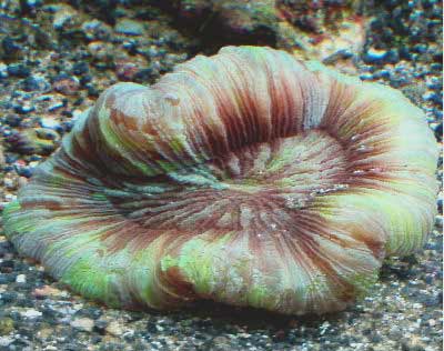 Fancy Doughnut Coral, Scolymia vitiensis, also known as the Artichoke Coral, Button Coral, Flat Brain Coral, and Scolymia Brain Coral