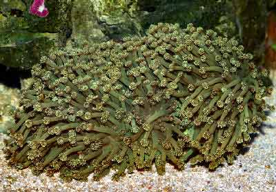 Flower Pot Coral, Goniopora stokesi also known as Daisy Coral, Green Flowerpot Coral, and Sunflower Coral