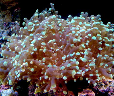 Frogspawn Coral Euphyllia divisa, also known as Octopus Coral and Zig-Zag Coral