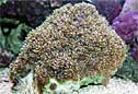 Animal-World info on Galaxy Coral