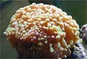 Click for more info on Grape Coral