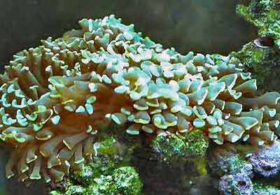 Picture of a Hammer Coral, Euphyllia fimbriata