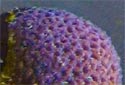 Animal-World info on Favites Coral