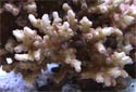 Click for more info on Lesser Knob Coral