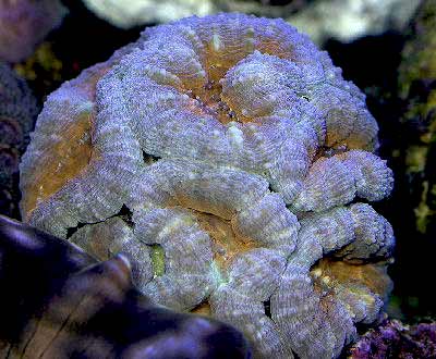 Lobed Brain Coral, Acanthastrea echinata, also known as the Flat Brain Coral, Open Brain Coral, Wrinkle Coral, and Meat Coral