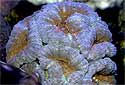 Click for more info on Lobed Brain Coral