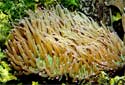 Animal-World info on Plate Coral - Long Tentacle