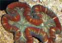 Animal-World info on Open Brain Coral
