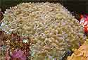 Click for more info on Pearl Bubble Coral