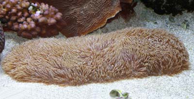 Slipper Coral, Polyphillia talpina, also known as Plate Coral, Tongue Coral, Feather Coral, Mole Coral, and Sea Mole