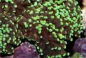 Animal-World info on Torch Coral