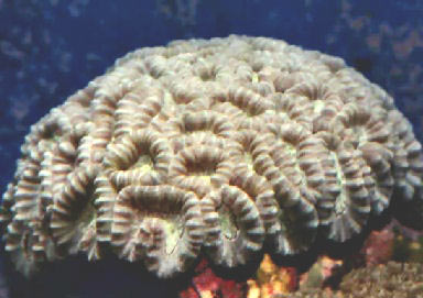 Picture of a Trumpet Coral, Caulastrea echinulata, also known as the Torch Coral and Column Brain Coral
