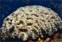 Animal-World info on Trumpet Coral
