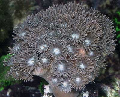 Turban Coral, Turbinaria peltata, also known as the Cup Coral, Pagoda Cup Coral, Green Cup Coral, Chalice Coral, Bowl Coral, and Column Coral