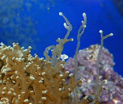 Picture of a Frogspawn Coral sweeper tentacles