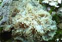 Picture of an Elegance Coral Catalaphyllia jardinei