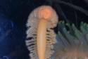 Animal-World info on Fleshy Sea Pen