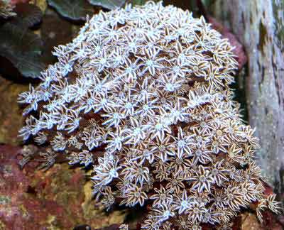Organ Pipe Coral Tubipora musica, also known as Pipe Organ Coral and Mat Polyps