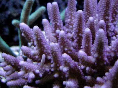 Picture of a Finger Staghorn Coral, Acropora humilis