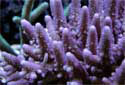 Click for more info on Finger Staghorn Coral