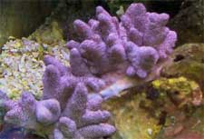 Purple Table Top Coral - Acropora tenuis