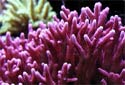 Click for more info on Bird's Nest Coral