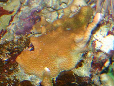 Boulder Coral, Porites sp., also known as Encrusting Boulder Coral, Christmas Tree Worm Rock, and Porites Coral
