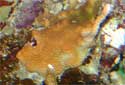 Click for more info on Boulder Coral