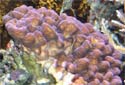 Click for more info on Cauliflower Coral