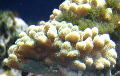 Club Finger Coral Stylophora pistillata, also known as Cat's Paw Coral, Smooth cauliflower coral, Hood Coral and Pistil Coral