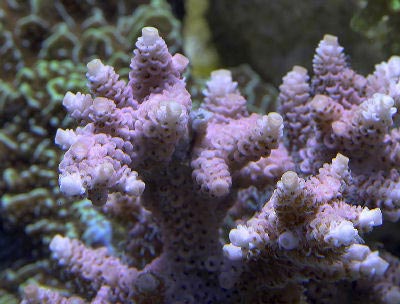 Picture of a Cluster Coral, Acpropora millepora, also known as Milli, Millepora Acropora, and Cluster Acropora
